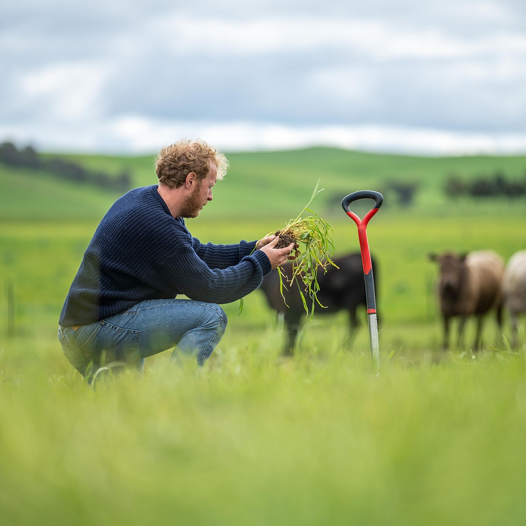 The image shows a farmer crouching down in a lush green field, examining a clump of grass and soil in his hands. He is dressed casually in a dark sweater and jeans, with a shovel standing upright next to him. In the background, cows graze peacefully, with rolling hills and a cloudy sky completing the rural landscape. The scene conveys a sense of connection to the land and nature, highlighting sustainable farming practices and the close relationship between the farmer and his environment.